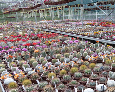 Cactusland