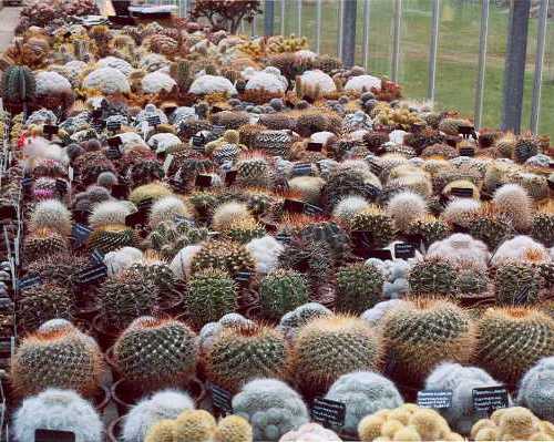 Inside view of our greenhouse, showing some of the varieties of plant available. Inside view of our greenhouse.