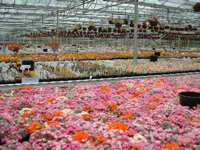 Just some of the wide variety of plants at Southfield Nurseries